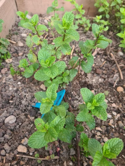 La Menthe Marocaine – Image 2