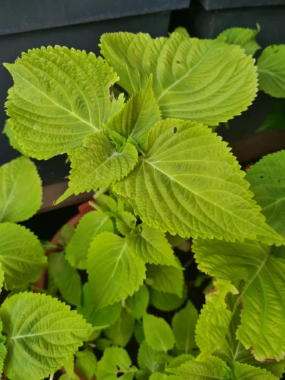 Périlla de Corée - Shiso – Image 2