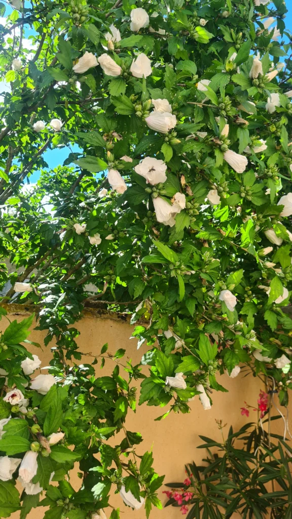 Cette photo représente un arbre appelé hibiscus qui produit de magnifiques fleurs blanches et mauves avec des branches tombantes sur mon jardin