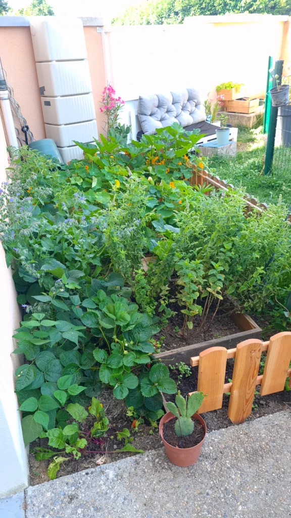 Photo de mon jardin urbain où figure des plantes aromatiques comme différents types de menthe, des légumes comme des blettes, des carottes ou des fruits comme des fraise