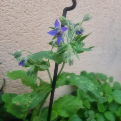 Plante fleurs de bourrache fraîches