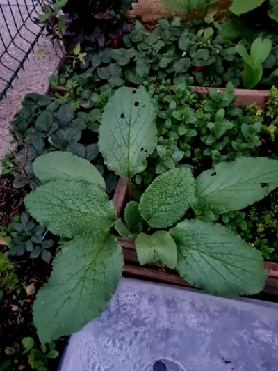 Plante bourrache fraîche du jardin