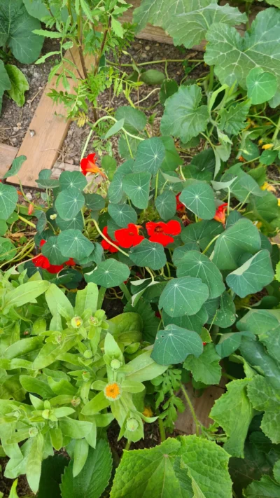 Plante entière avec feuilles et fleurs fraîches dans le jardin