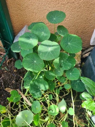 Plante capucine fraîche dans le jardin laissant apparaître les feuilles fraîche de capucine