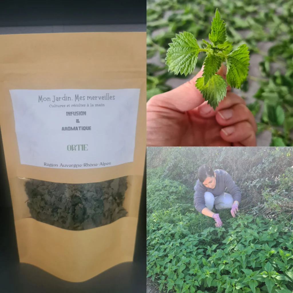 Sur cette image se trouve trois images où figurent un sachet kraft avec une fenêtre transparente laissant apparaitre les feuilles d'ortie , une tête d'ortie fraîche et moi en train de cueillir des ortie