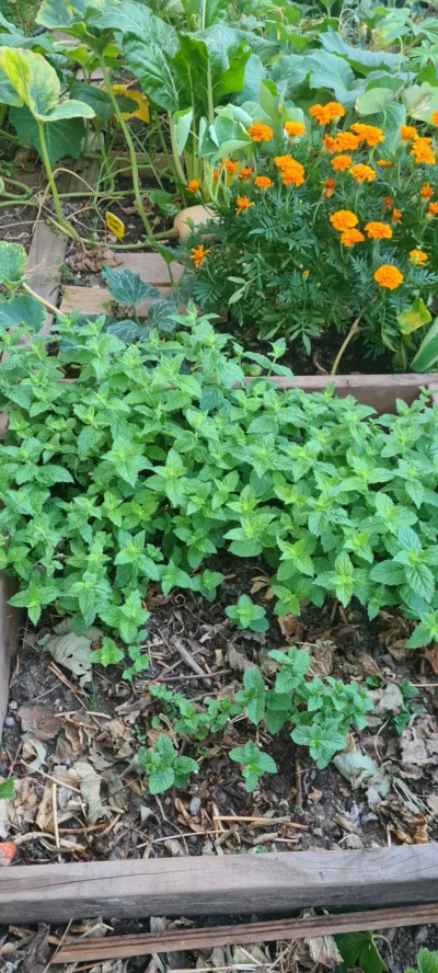 Menthe poivrée fraîche dans le jardin