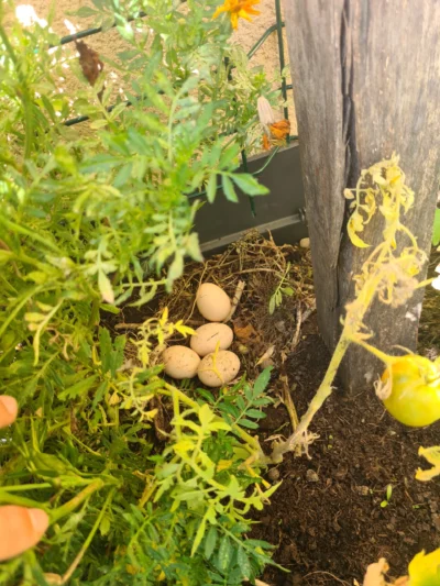 Oeufs de poule dans la terre