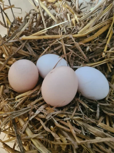 Oeufs de poule dans le foin