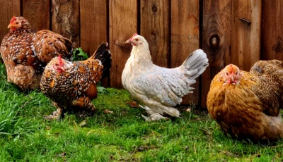Image qui représente quatre poules de petite taille au plumage multicolor
