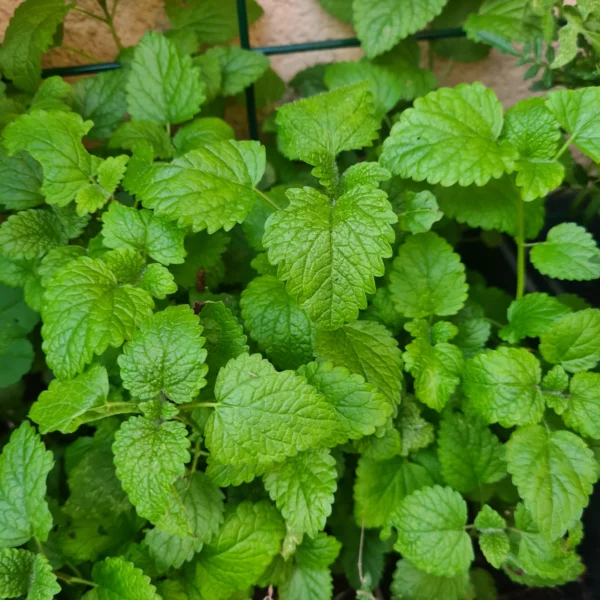 La mélisse apparait ici fraîche en train de pousser dans le jardin avec ses feuilles bien vertes en forme de coeur