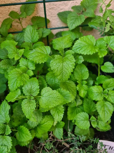 La mélisse apparait ici fraîche en train de pousser dans le jardin avec ses feuilles bien vertes en forme de coeur