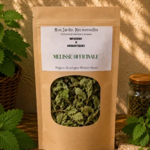 Mélisse officinale